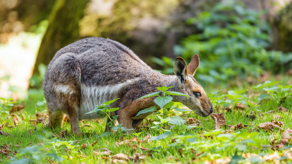 Yellow-Footed Rock Wallaby