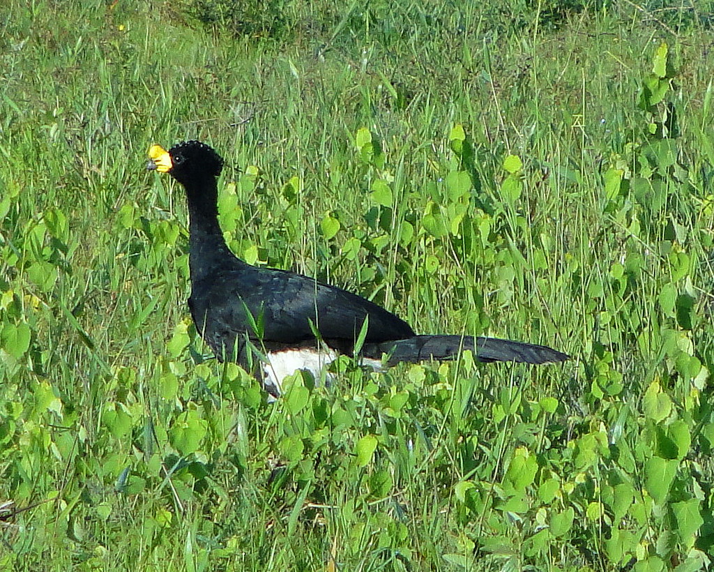 Yellow-Knobbed Curassow