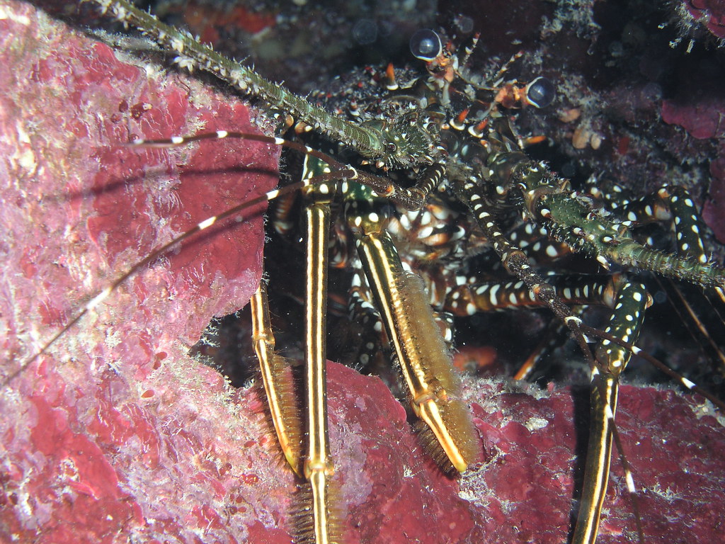 Yellow Line Arrow Crab