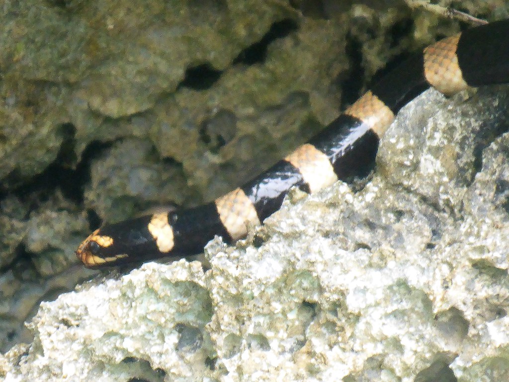 Yellow-Lipped Sea Krait