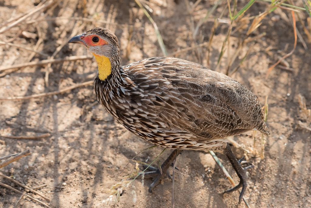Yellow-Necked Spurfowl