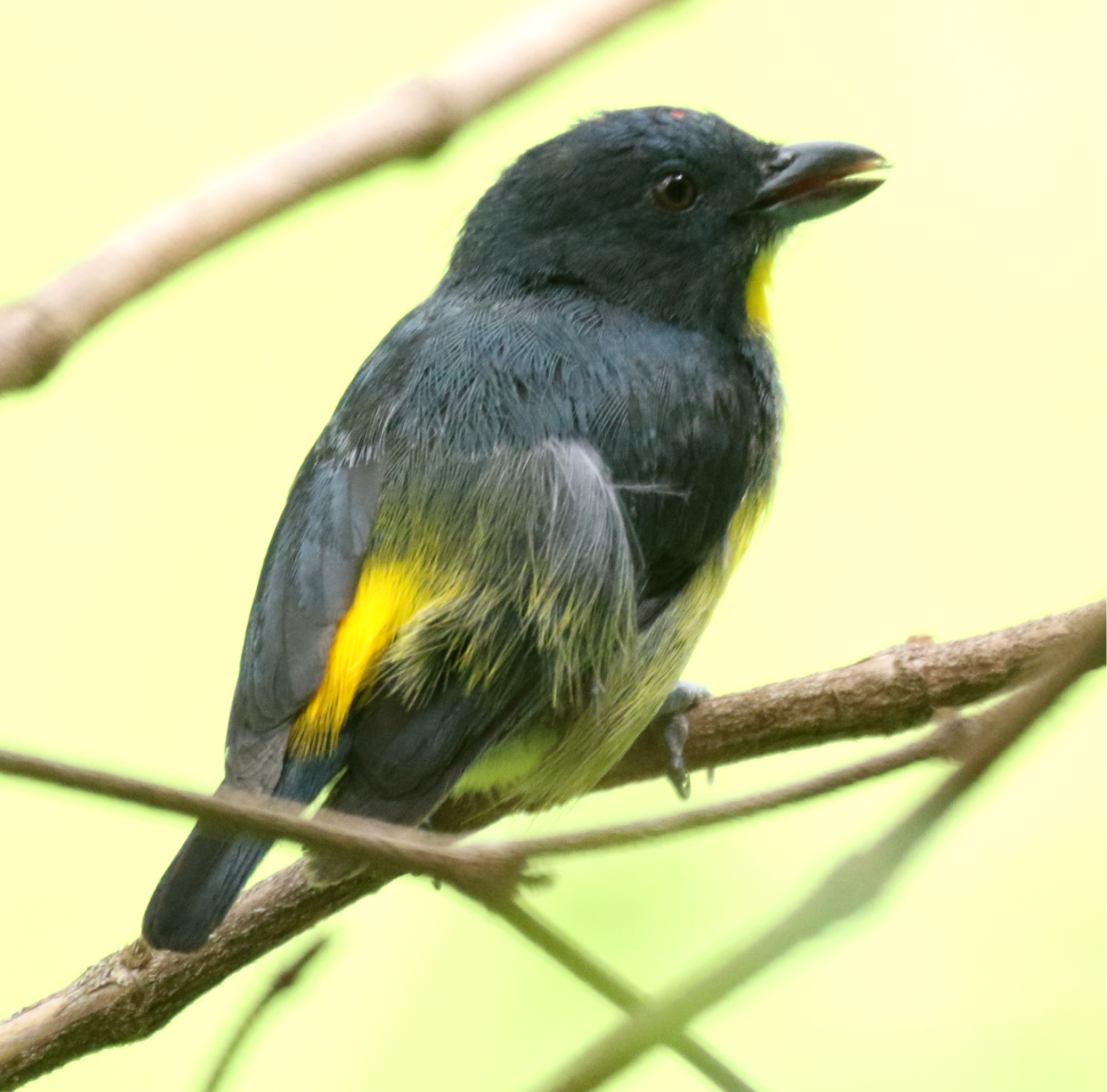 Yellow-Rumped Flowerpecker