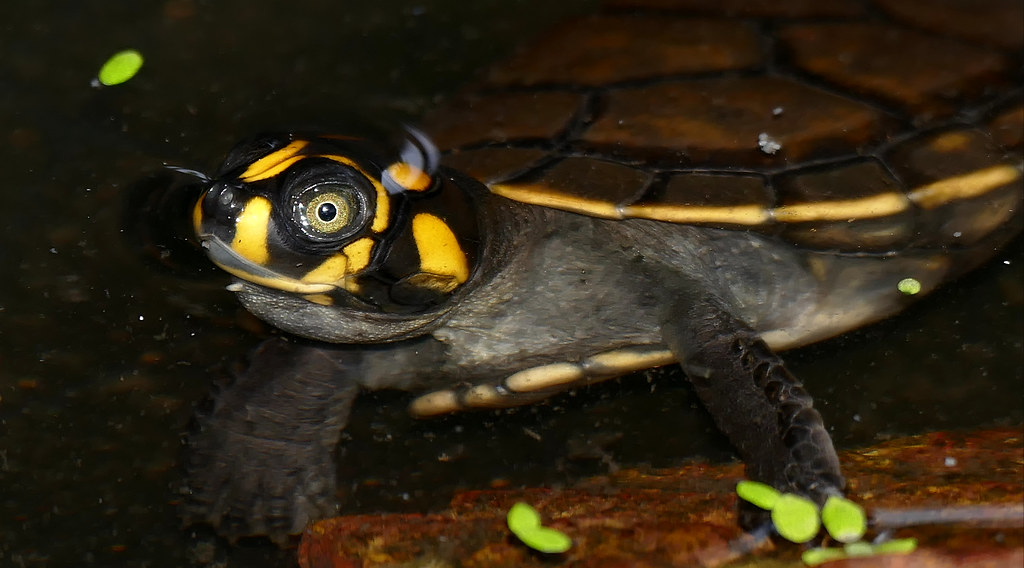 Yellow-Spotted Amazon River Turtle
