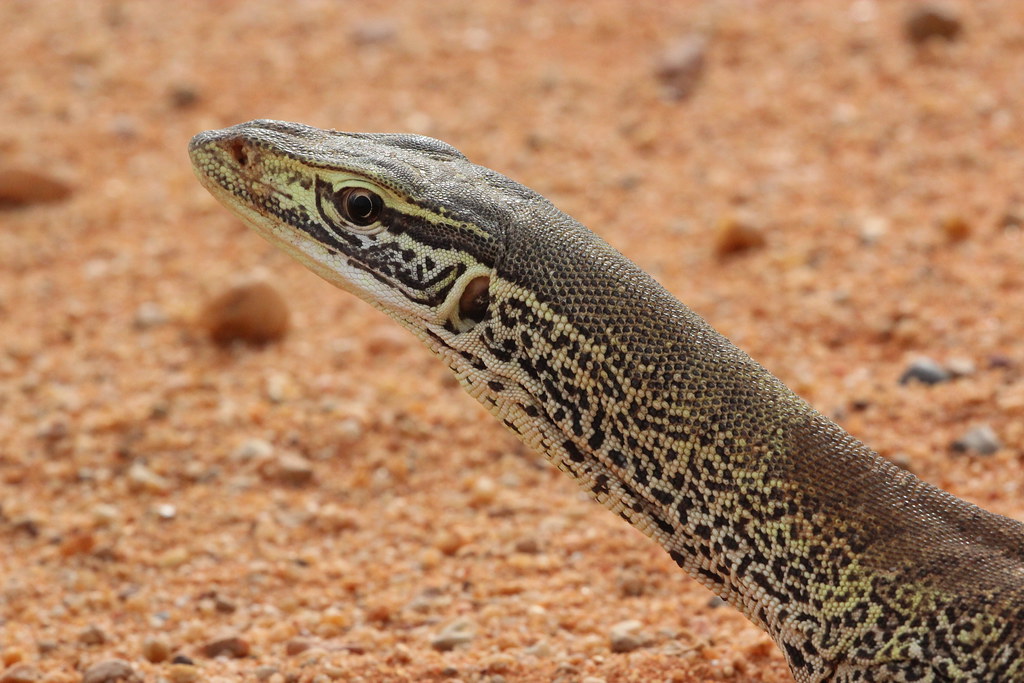 Yellow-Spotted Monitor