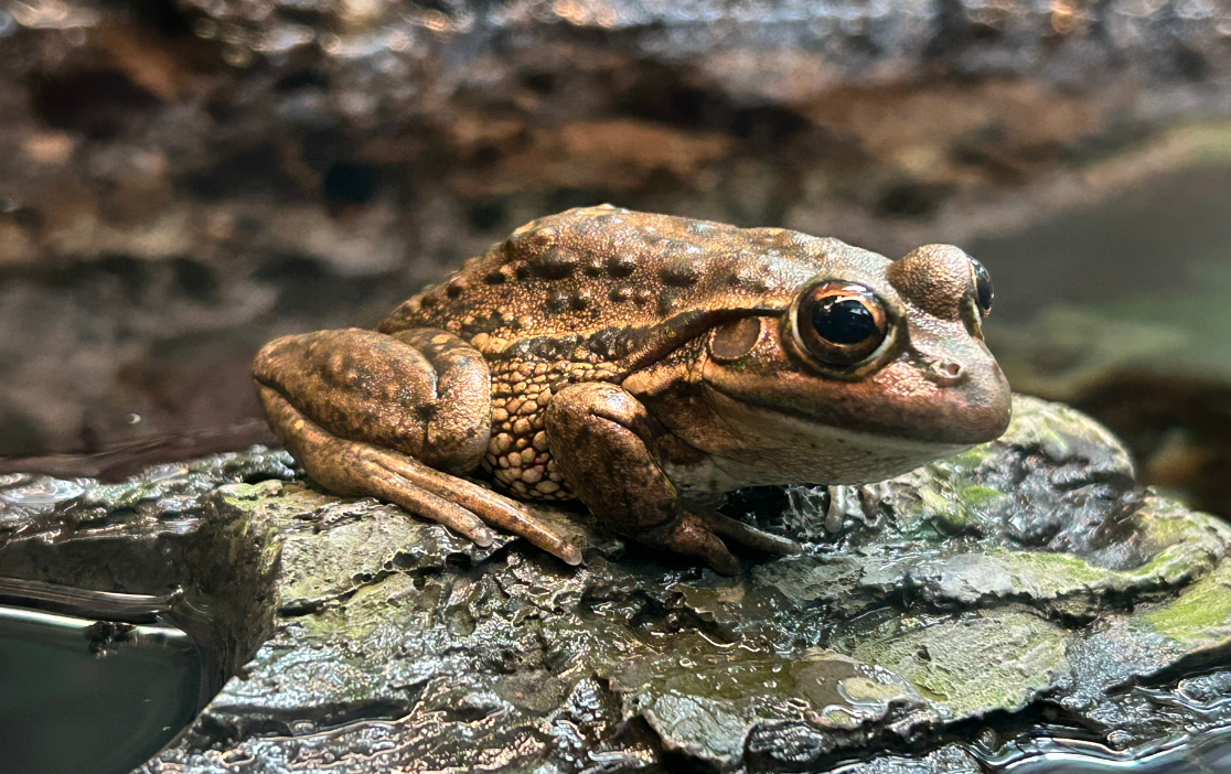 Yellow-Spotted Tree Frog