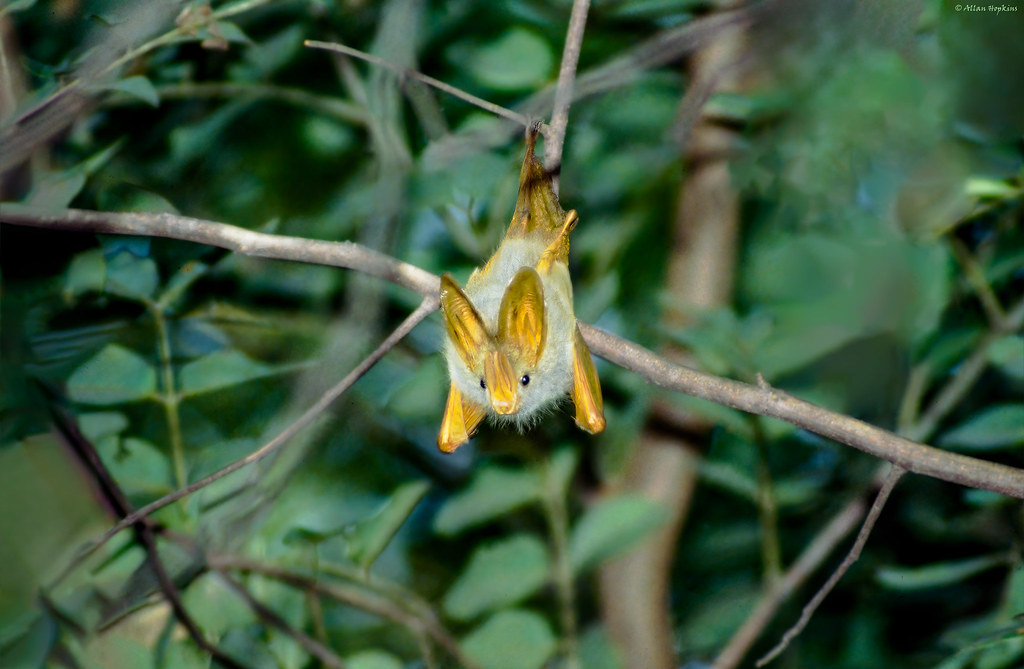 Yellow-Winged Bat