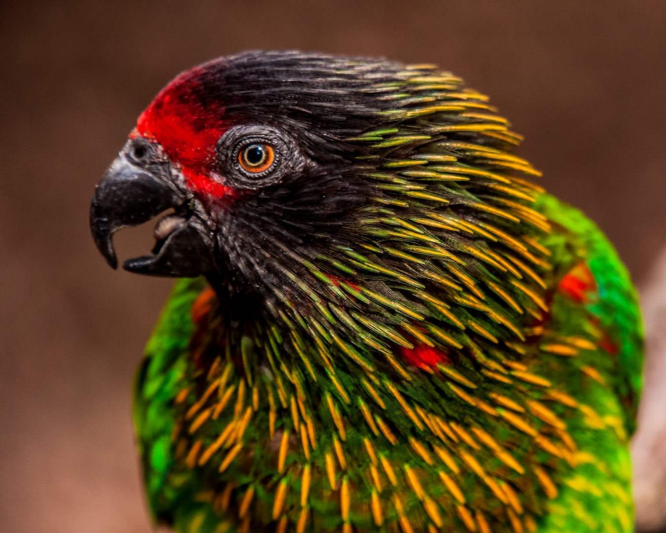 Yellowish Streaked Lory