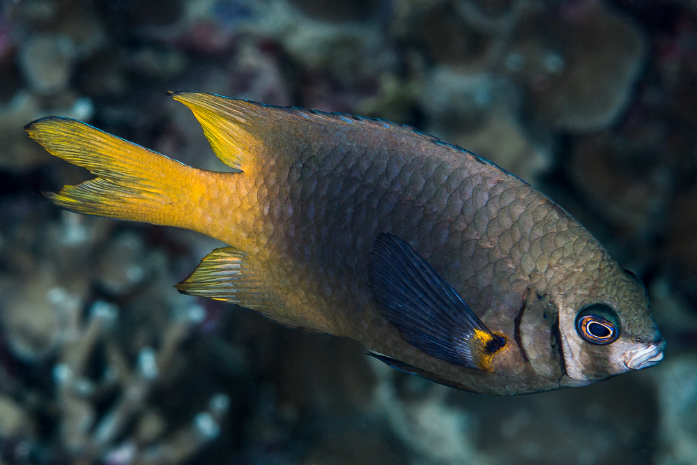 Yellowtail Damsel