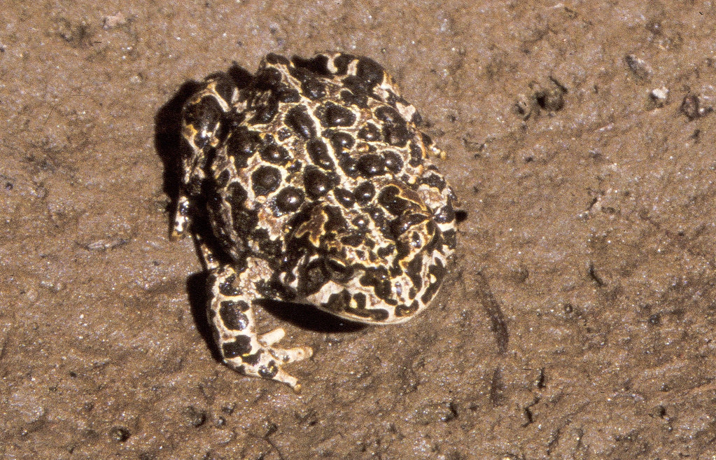 Yosemite Toad