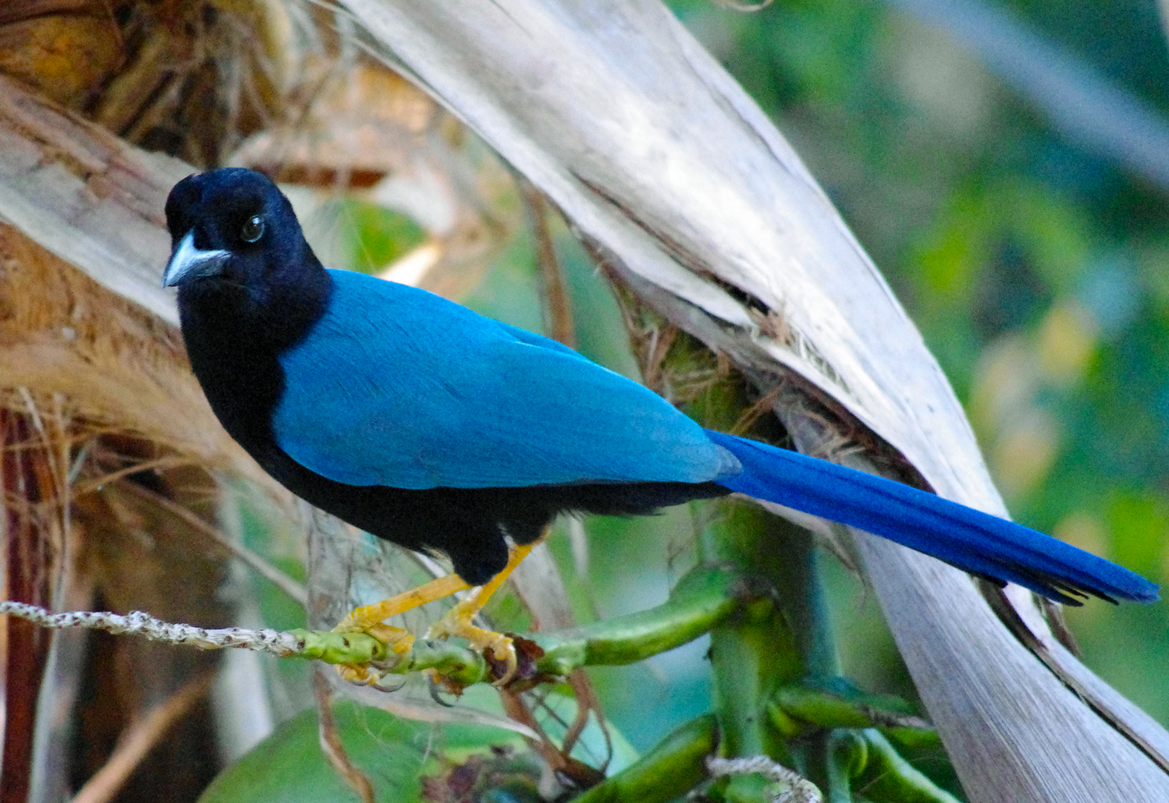 Yucatan Jay