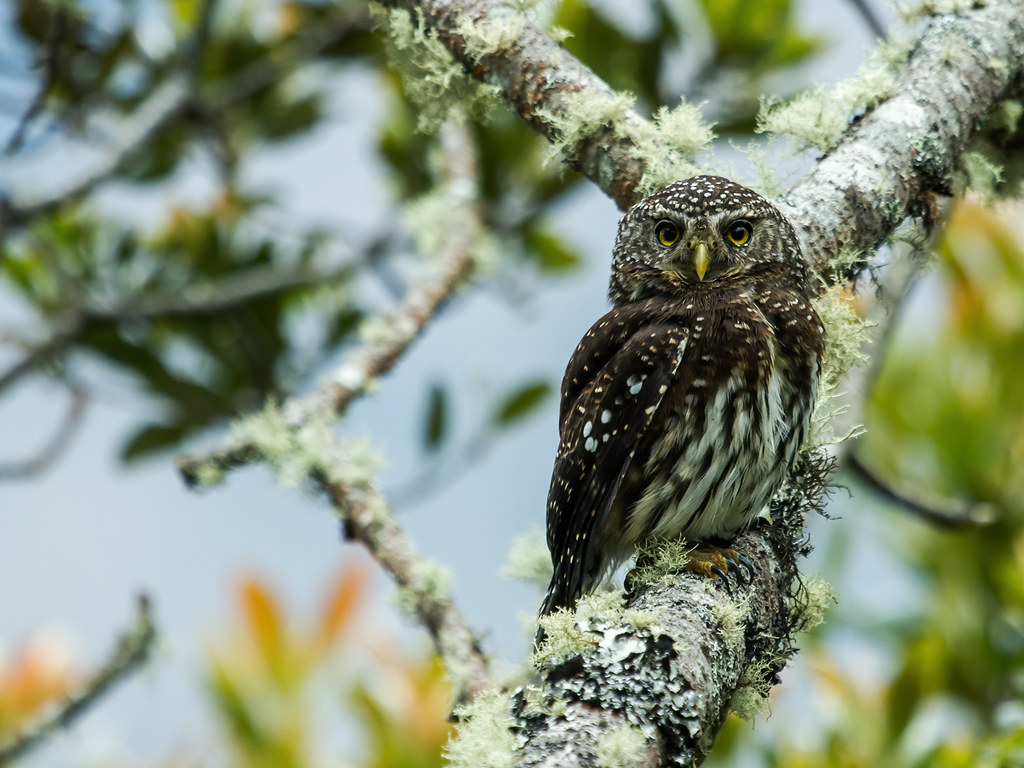 Yungas Pygmy Owl