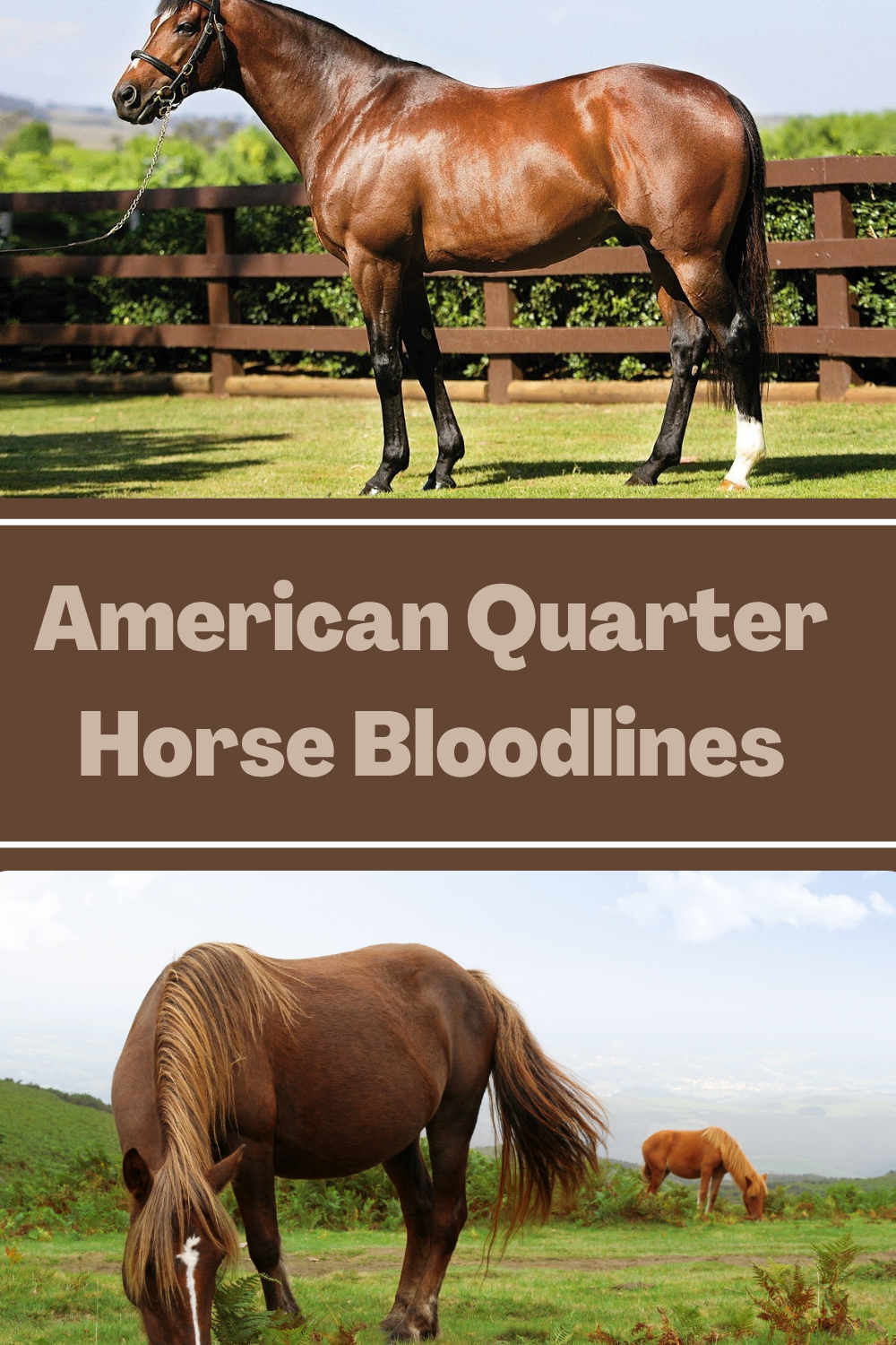 American Quarter Horse Bloodlines