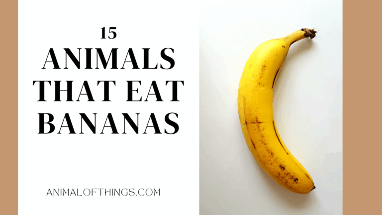 15 Animals That Love Eating Bananas