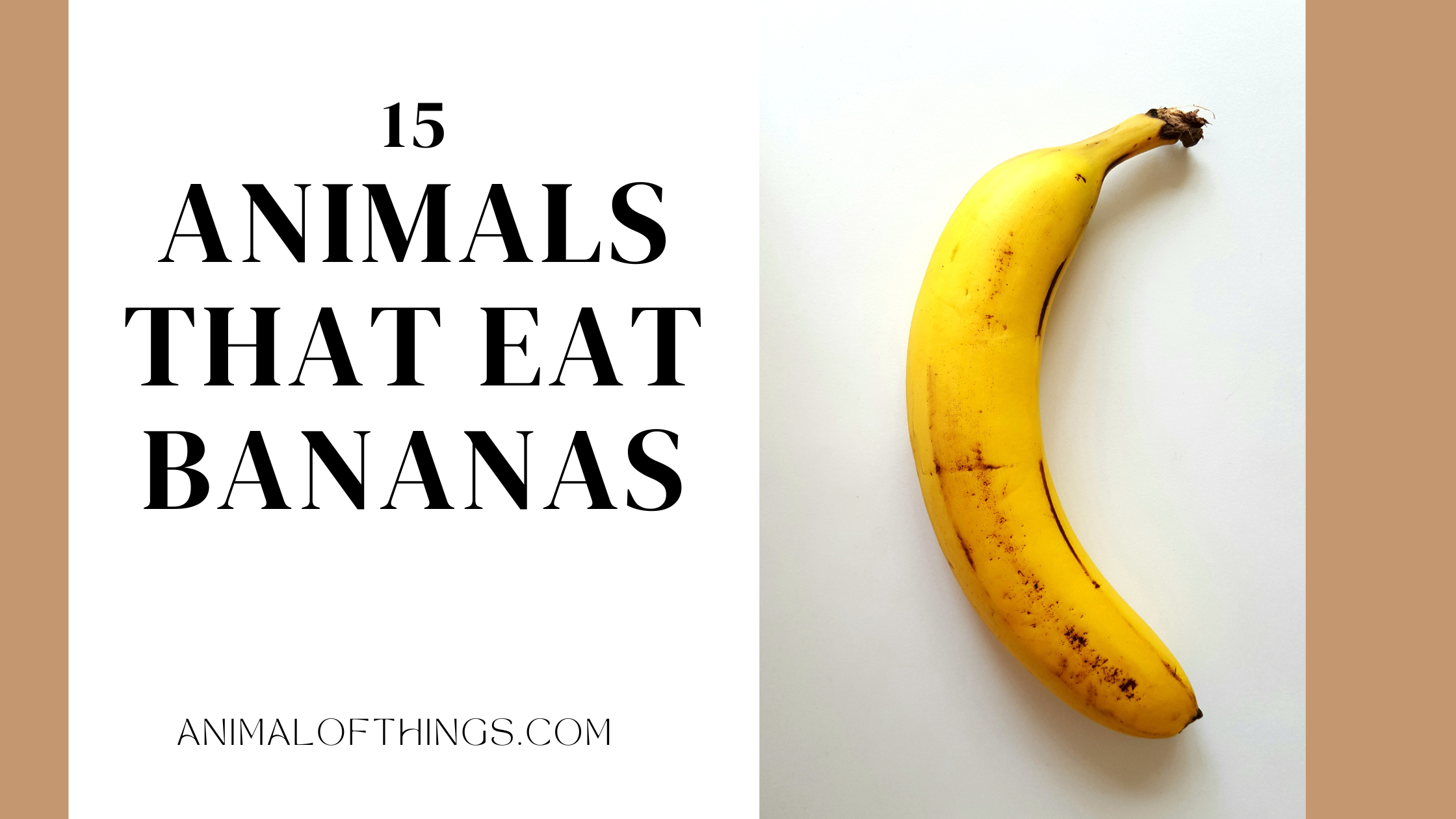 Animals That Eat Bananas