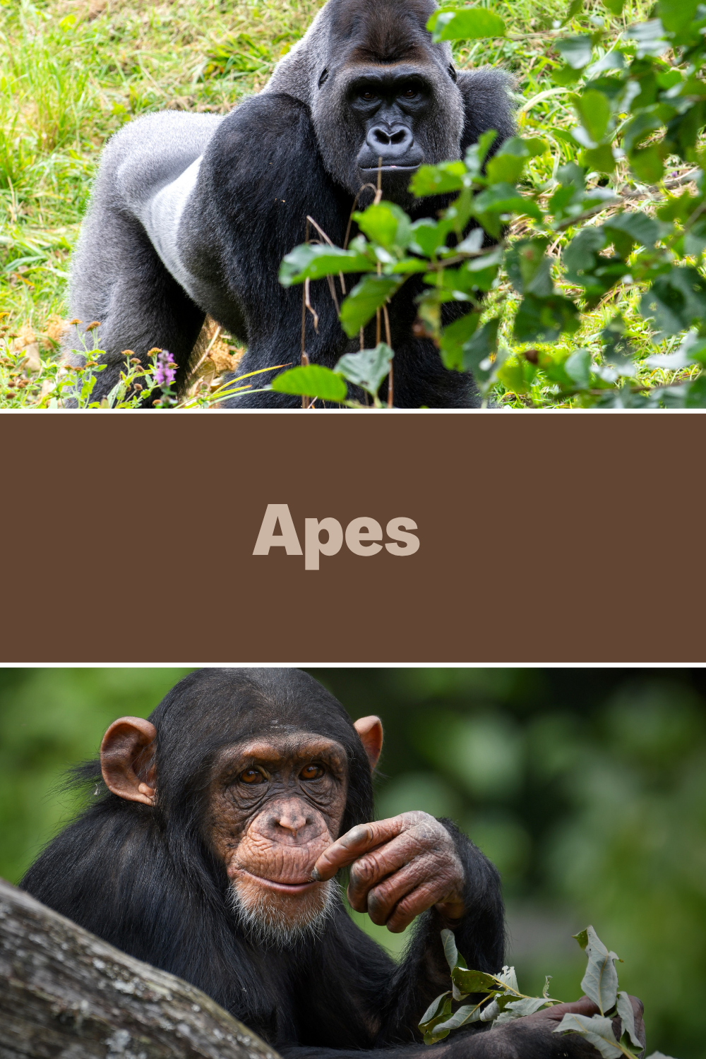 Apes