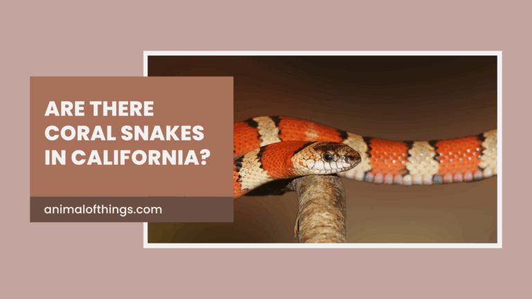 Are There Coral Snakes in California?