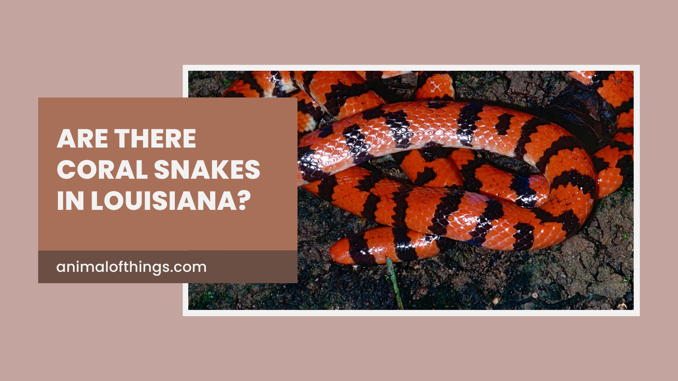 Are There Coral Snakes In Louisiana