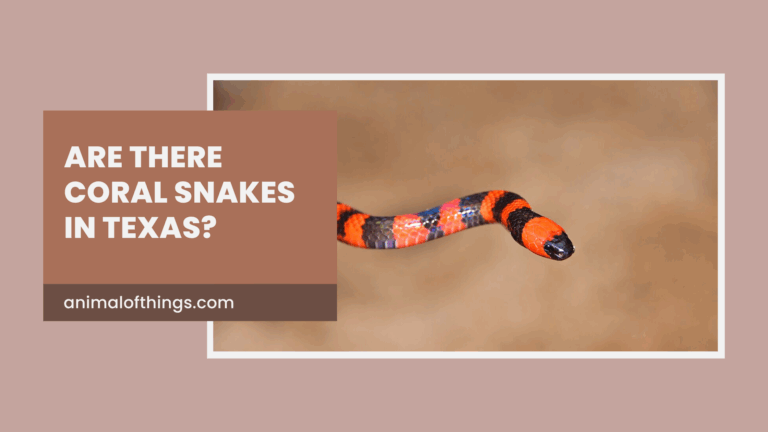 Are There Coral Snakes in Texas?
