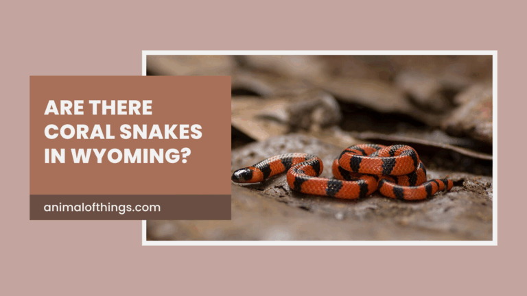 Are There Coral Snakes in Wyoming?