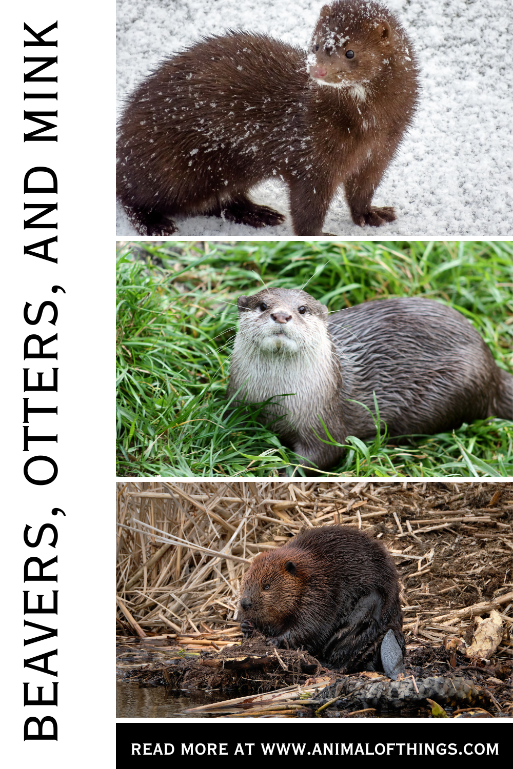 Beavers, Otters, and Mink
