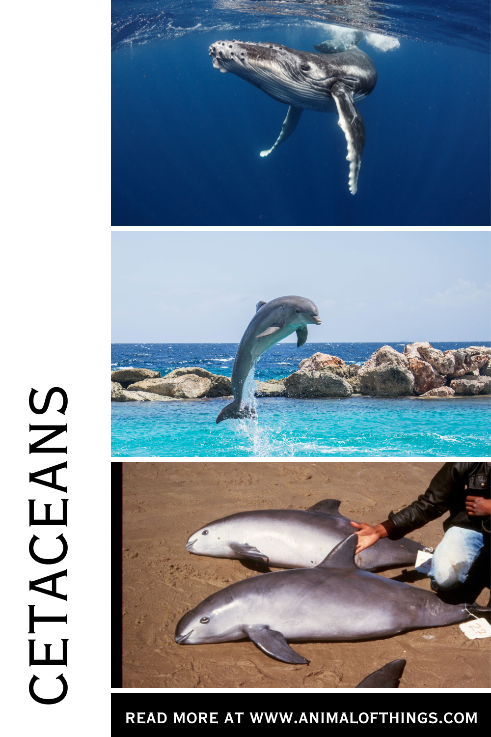 Cetaceans