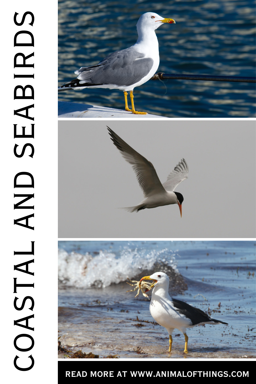 Coastal And Seabirds