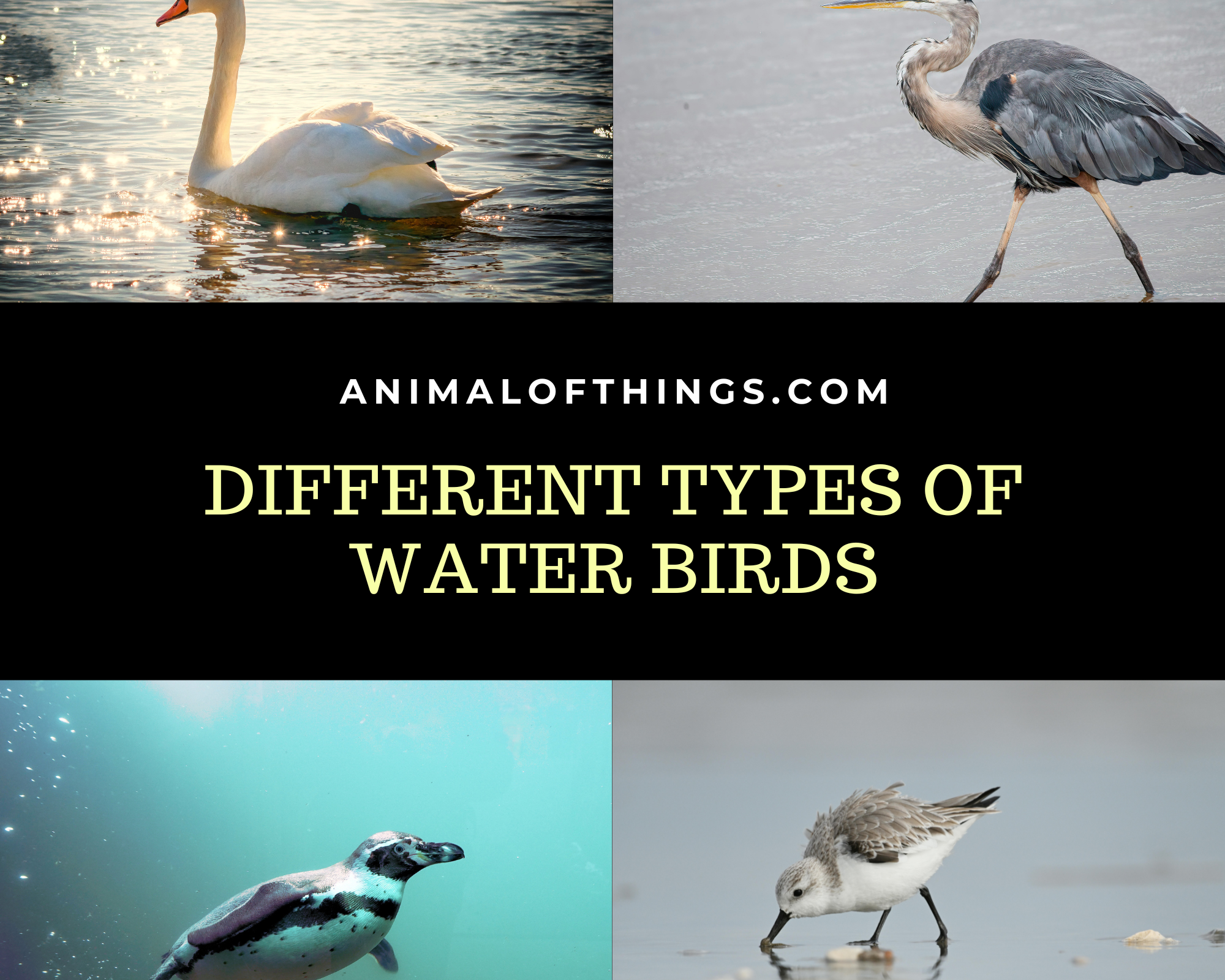 Different Types Of Water Birds