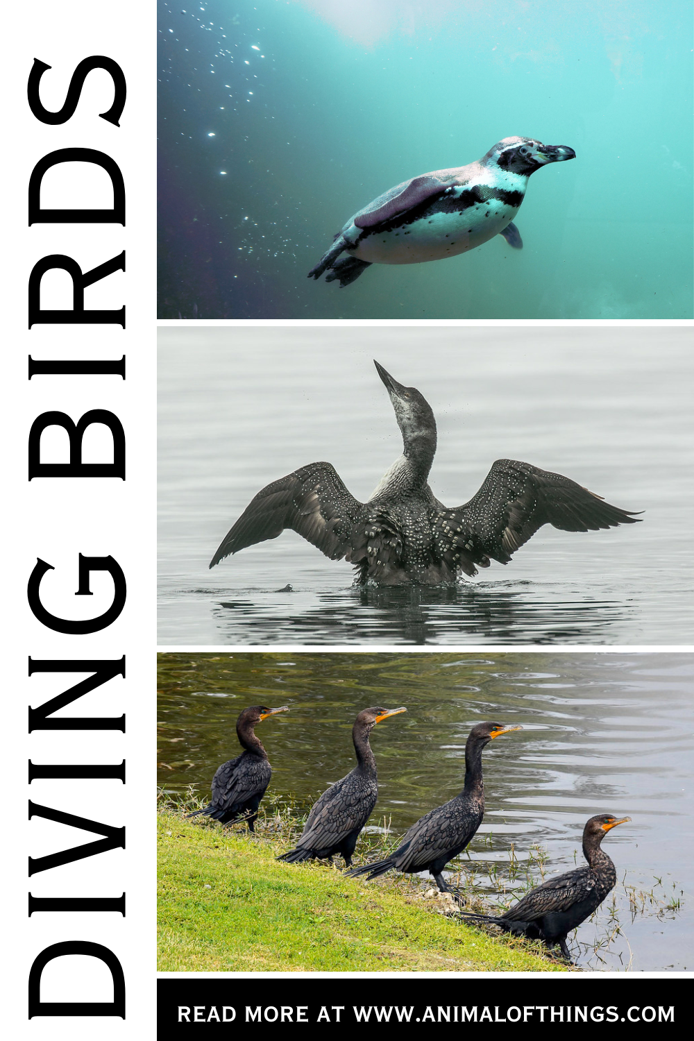 Diving Birds