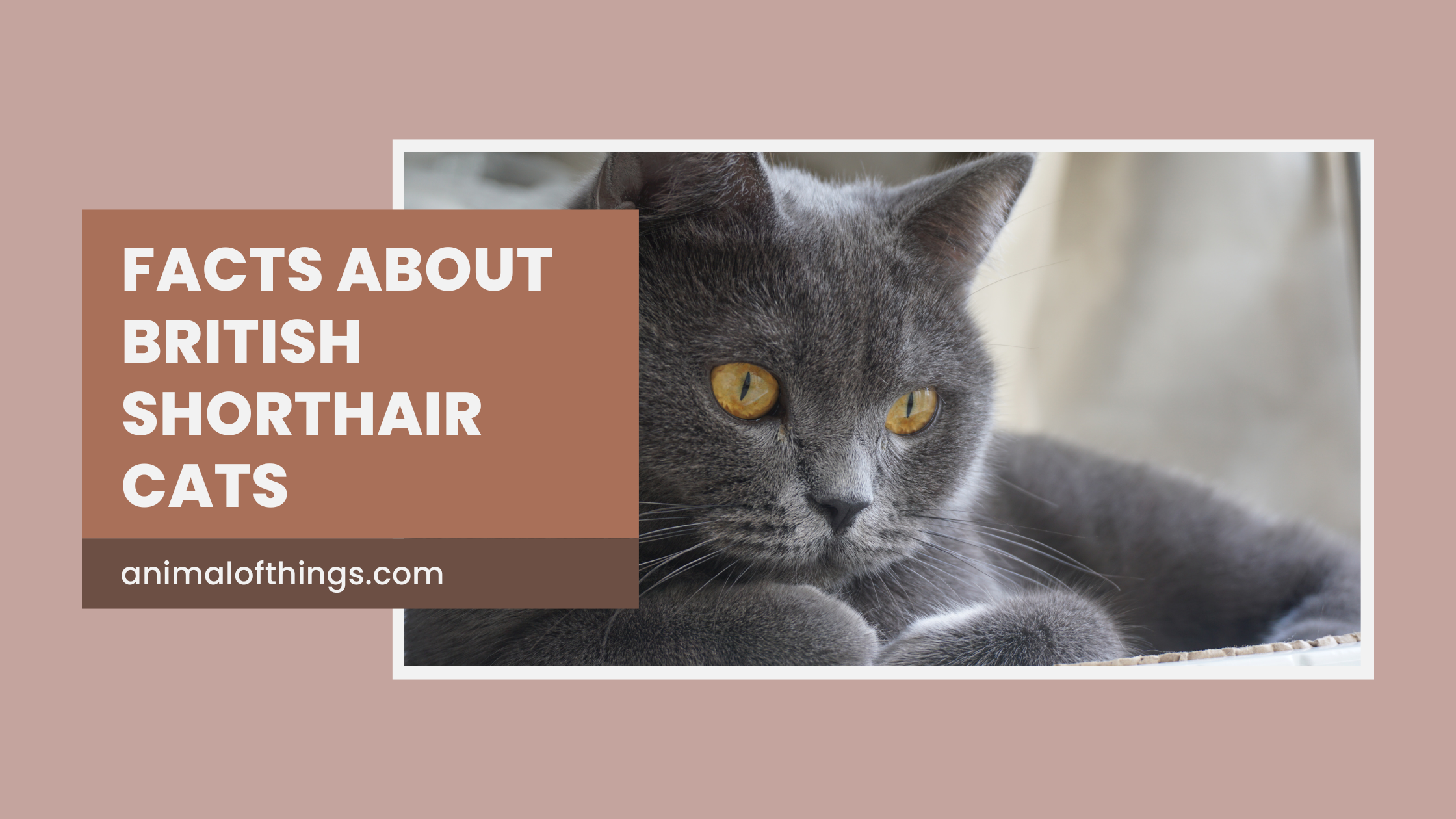 Facts About British Shorthair Cats