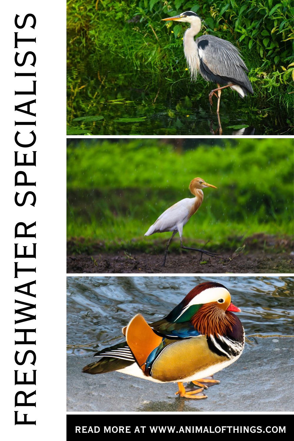 Freshwater Specialists