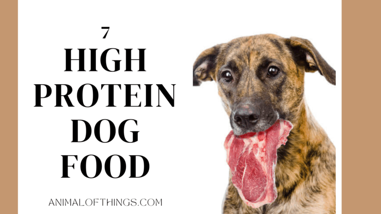 High Protein Dog Food: Top 7 Choices for Your Doggo’s Nutrition