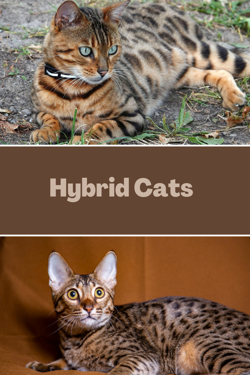 Hybrid Cats