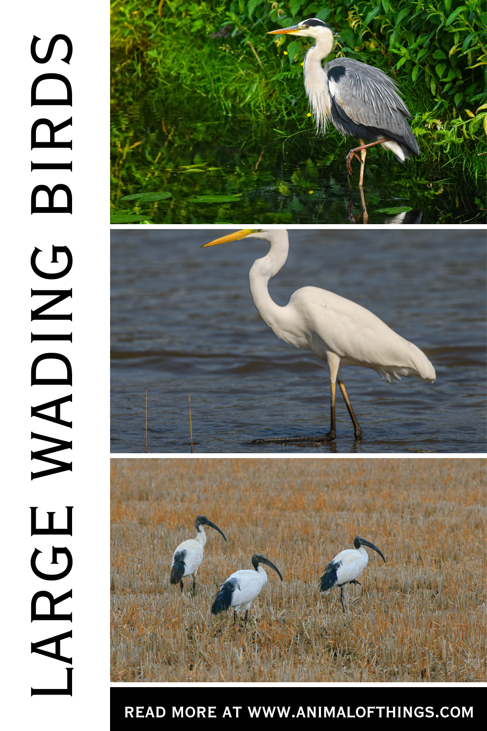 Large Wading Birds