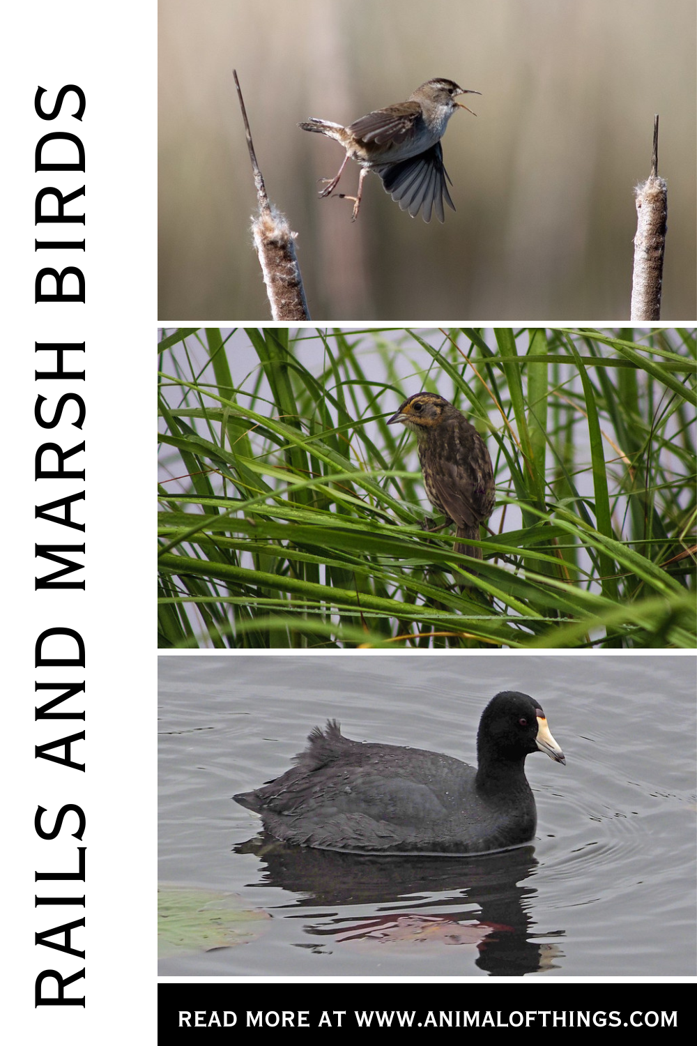 Rails And Marsh Birds