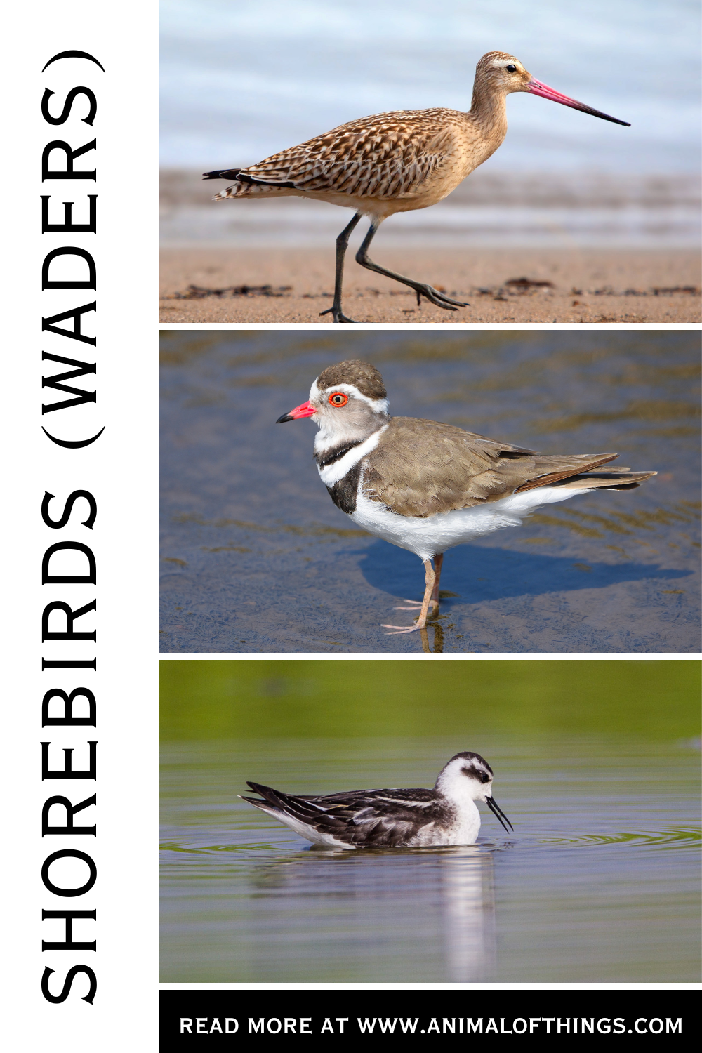 Shorebirds (waders)