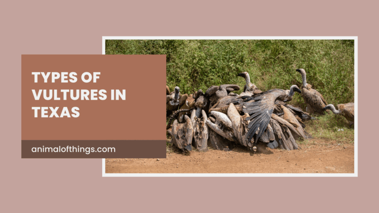 Different Types of Vultures in Texas