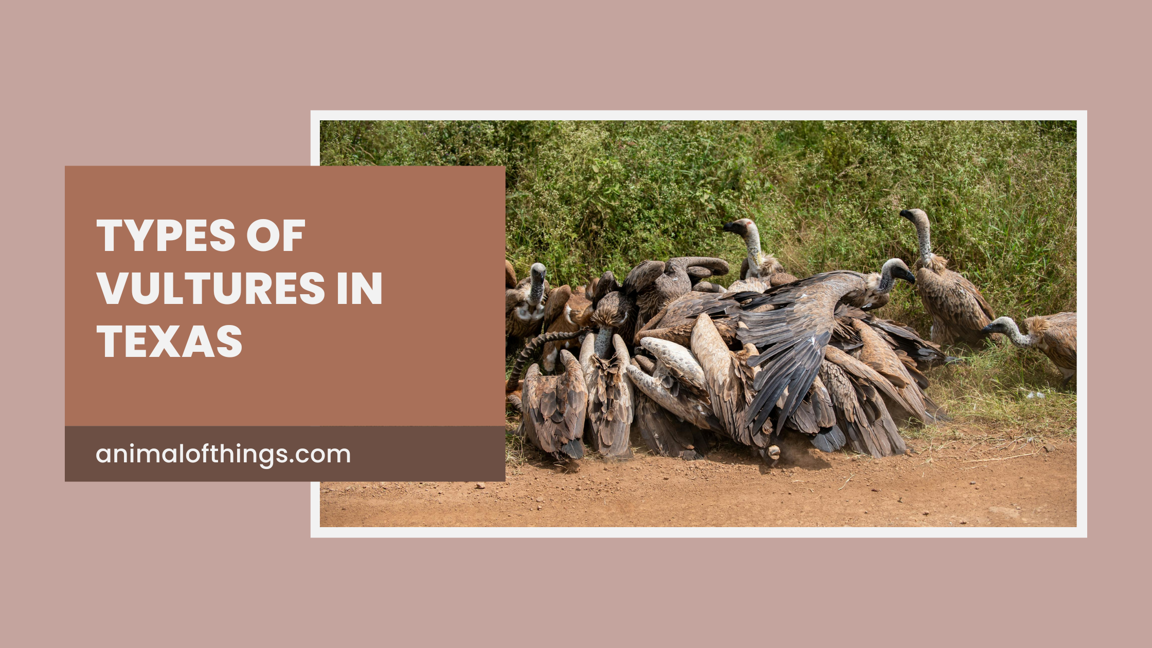 Types of Vultures in Texas