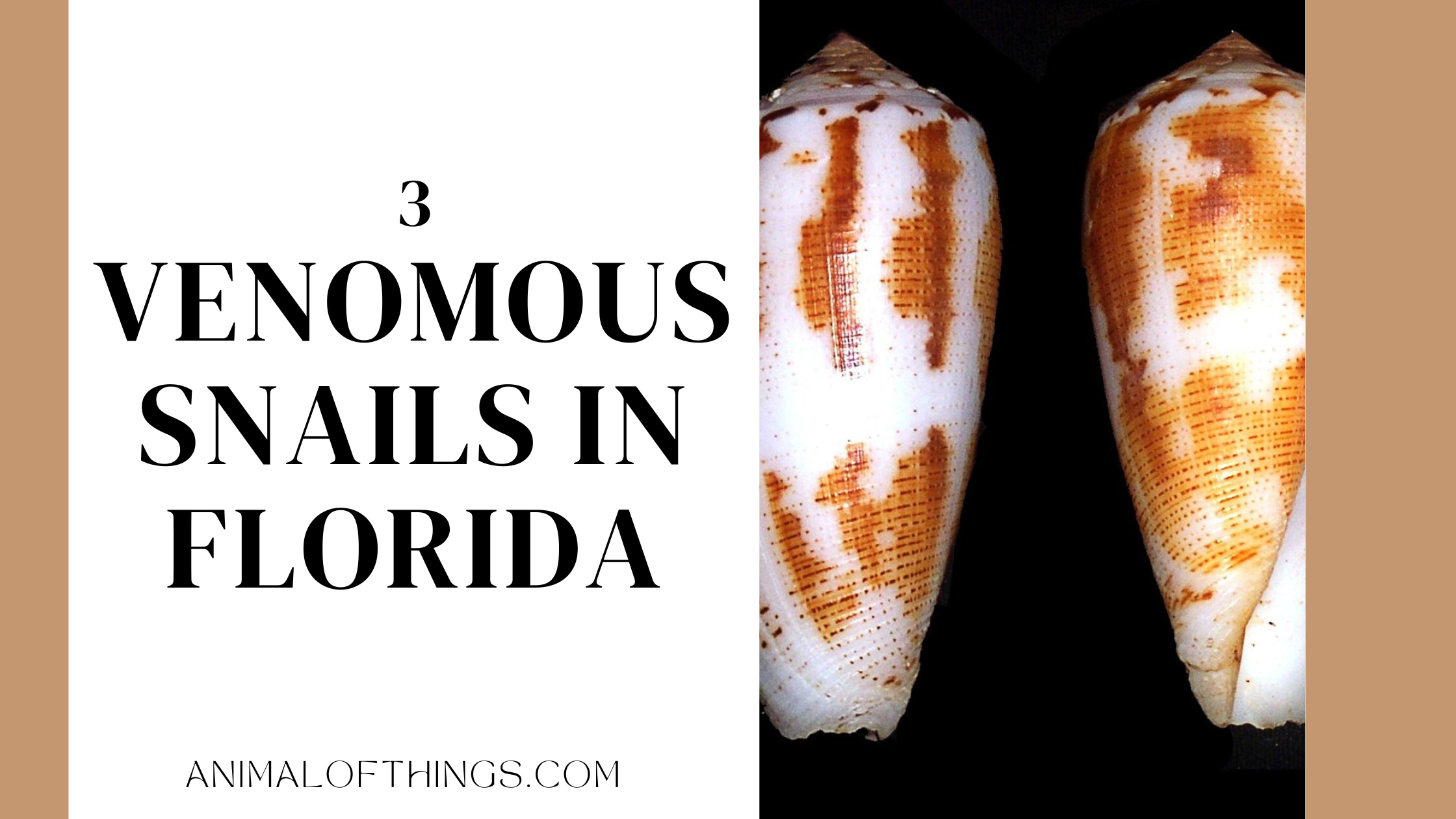 Venomous Snails In Florida