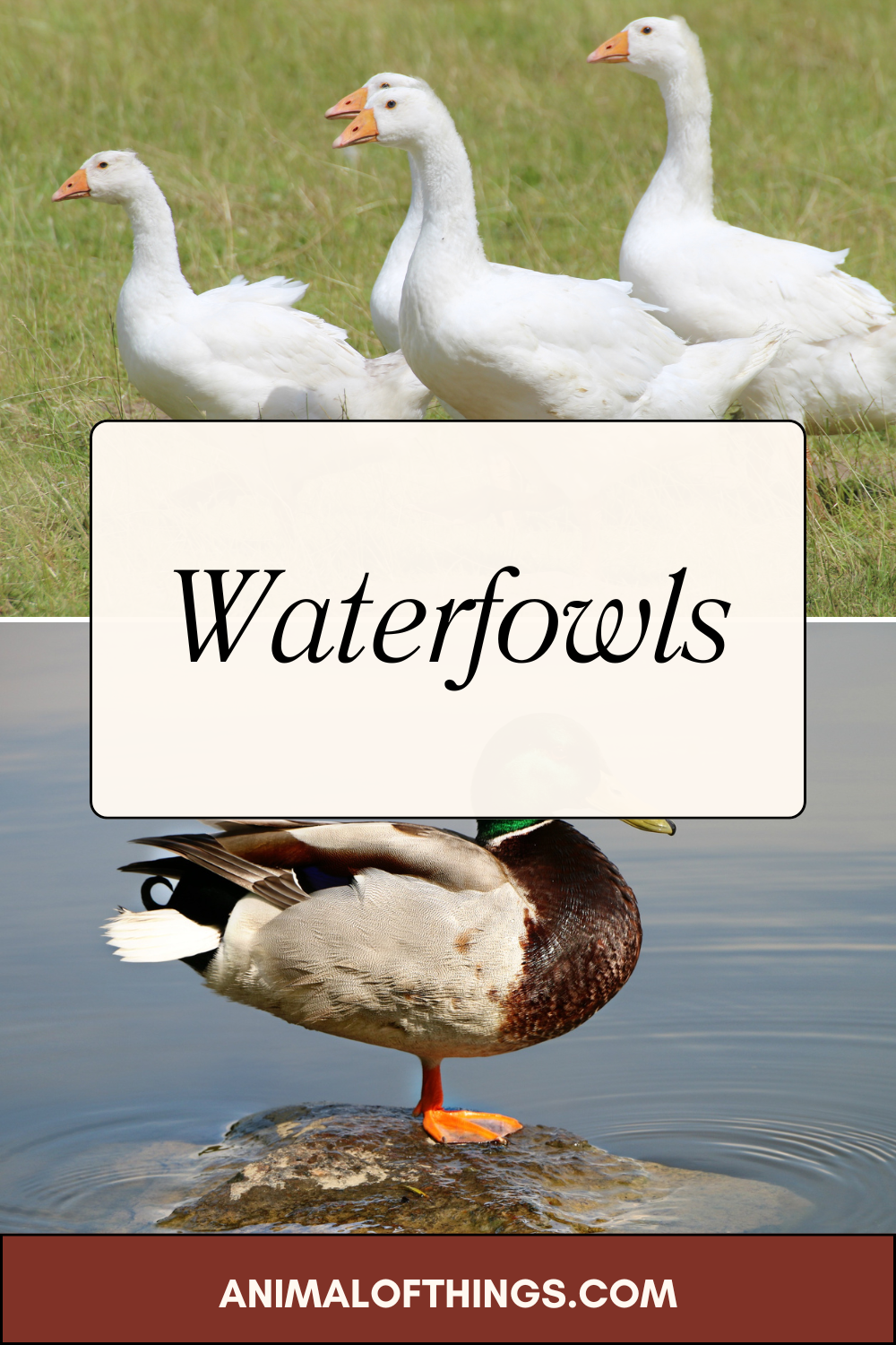 Waterfowls