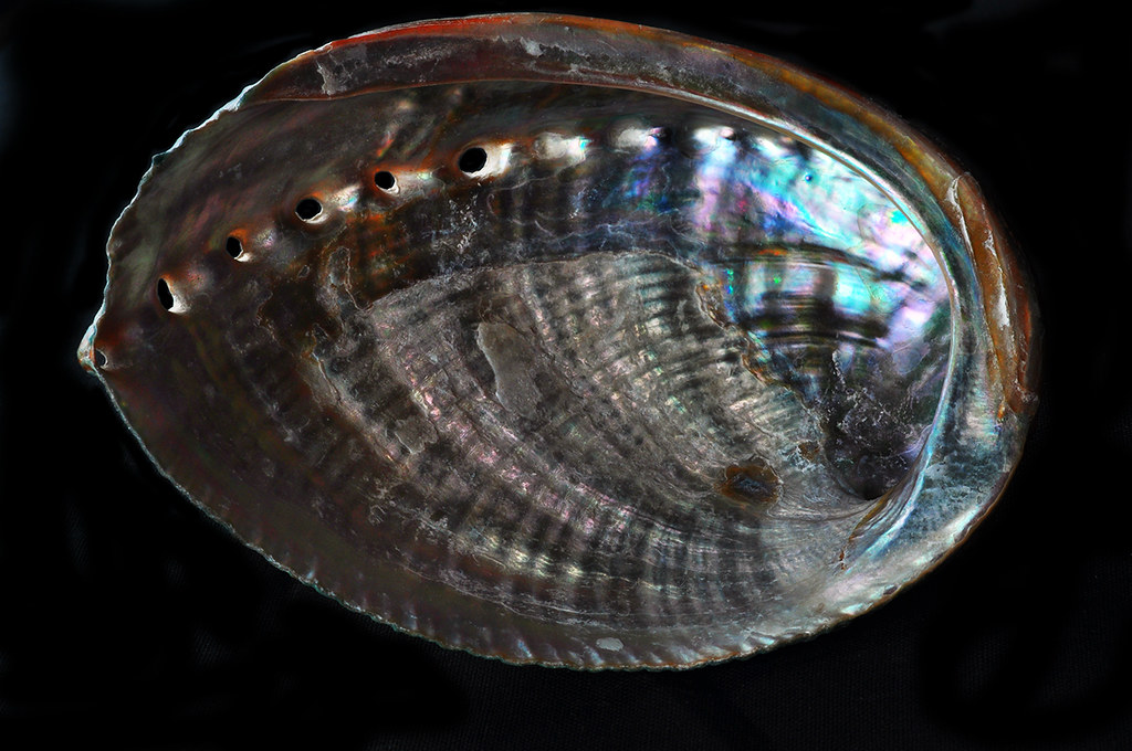 Abalone