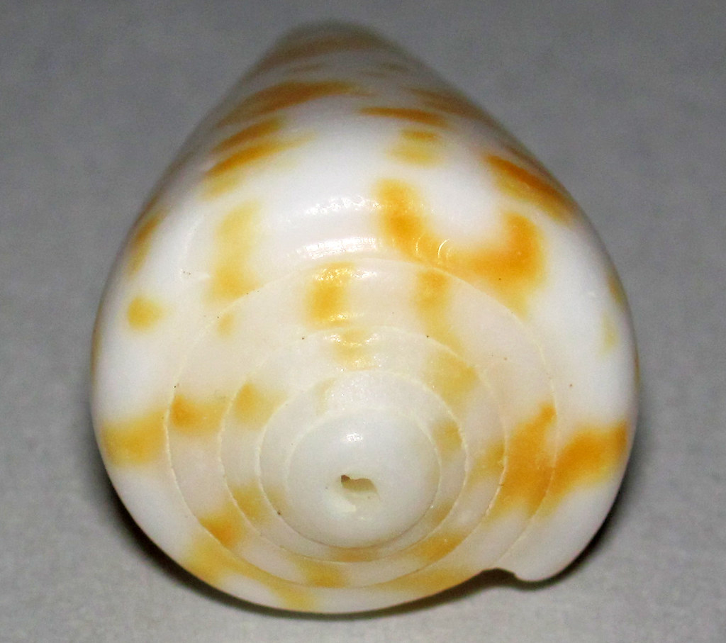 Alphabet Cone Snail
