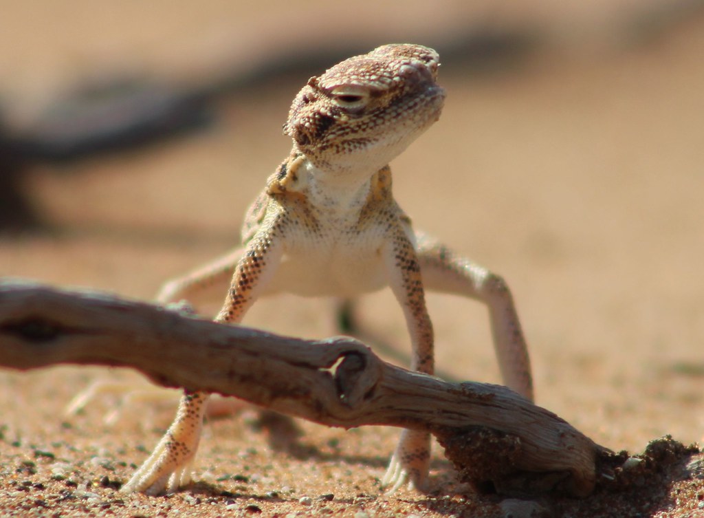 Arabian Toad-Headed Agama
