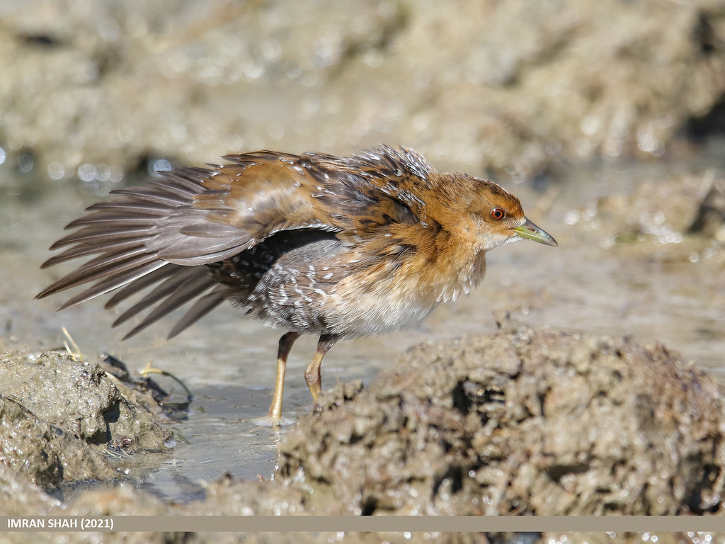 Baillon's Crake