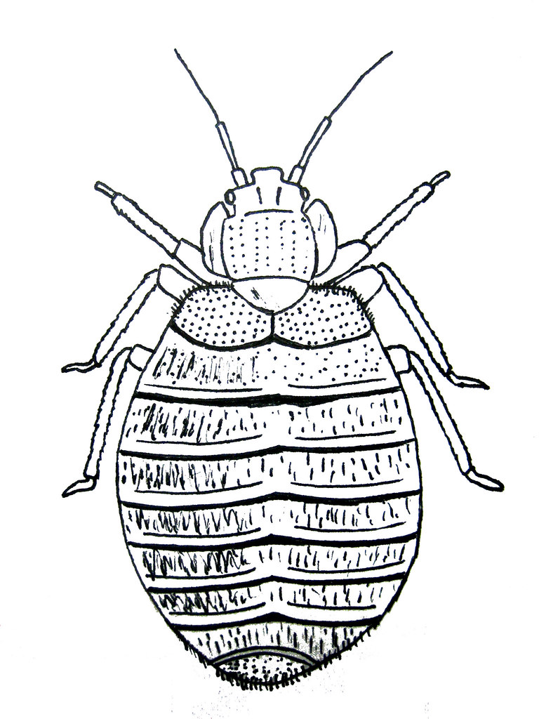 Bedbugs