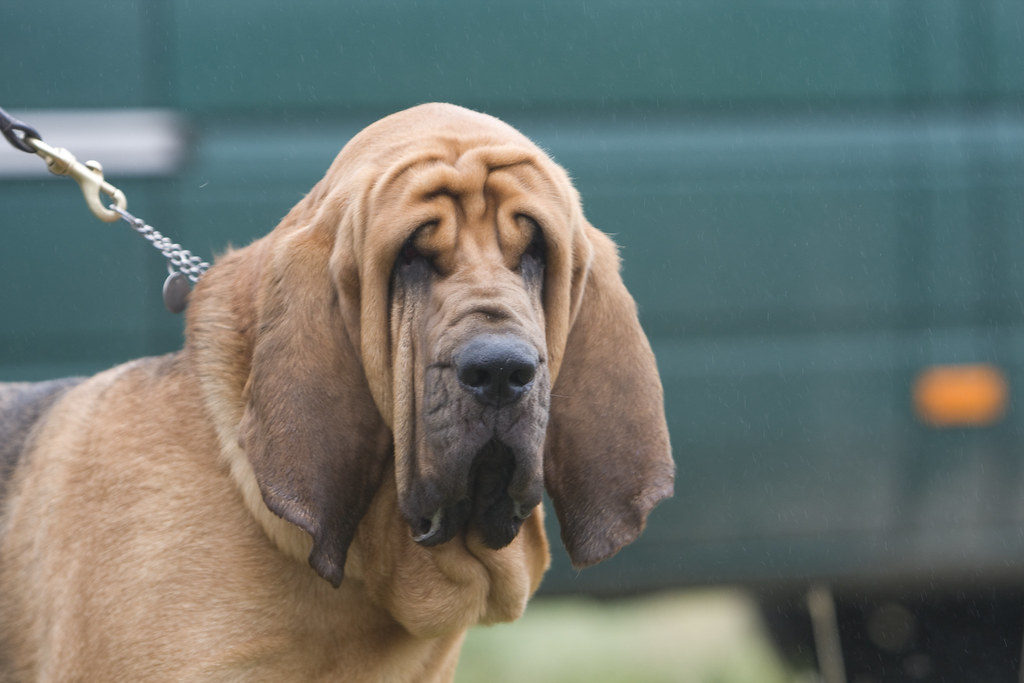 Bloodhound Dog