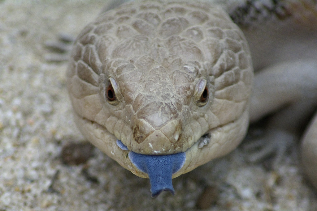 Blue-Tongued Skink