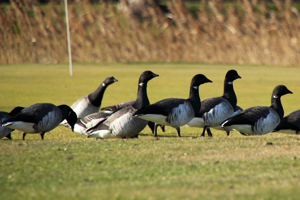 Brant Geese