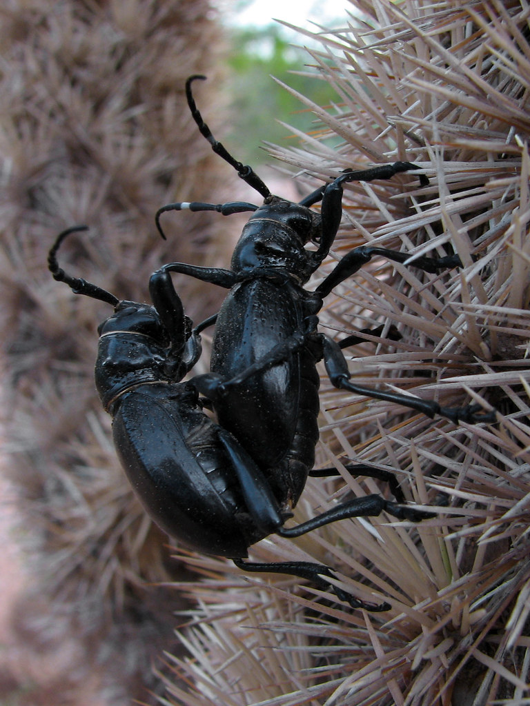 Cactus Longhorn Beetles