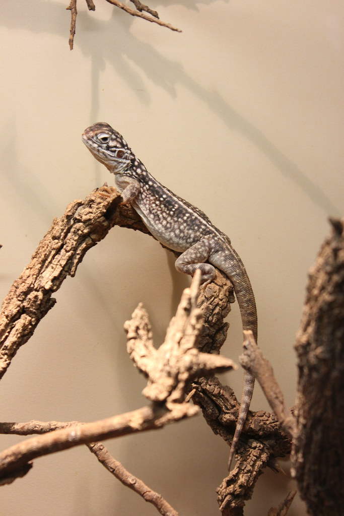 Central Netted Dragon