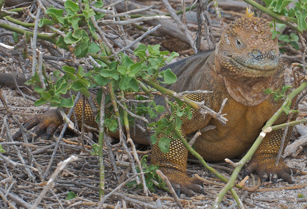 Darwin's Iguana